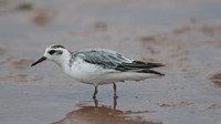 Grey Phalarope, Budleigh Salterton, October 2014
