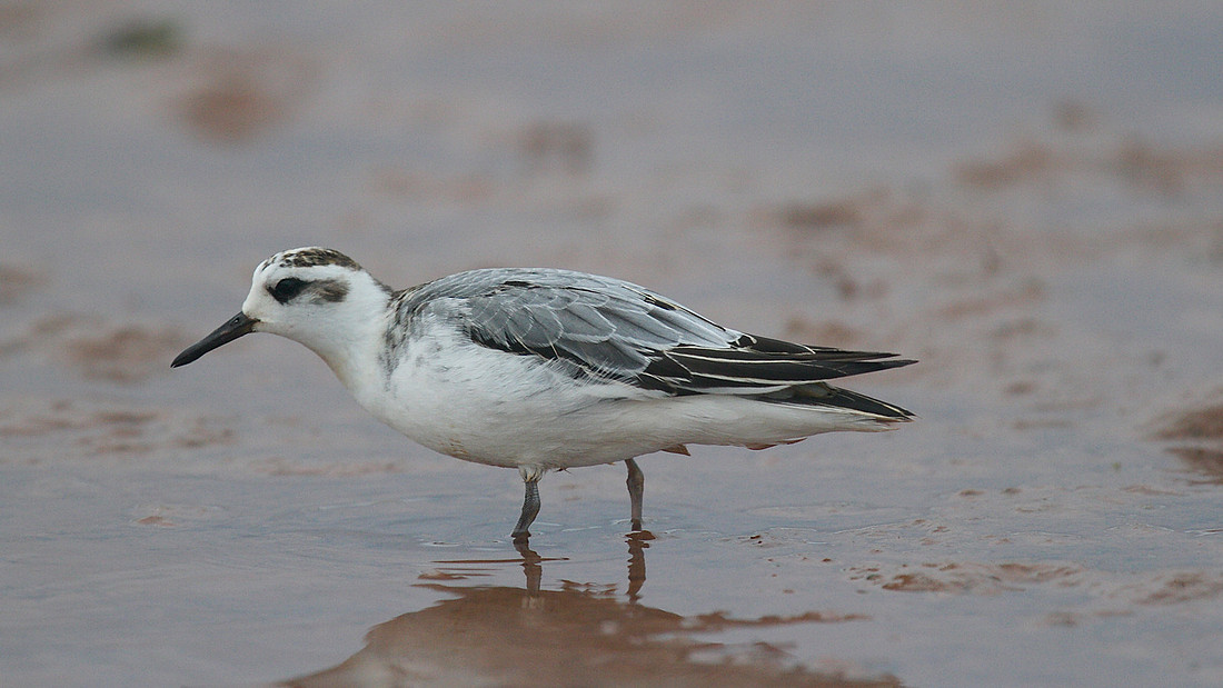 Grey Phalarope, Budleigh Salterton, October 2014