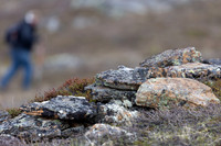 Ptarmigan, Mount Alias, Finland, June 2025