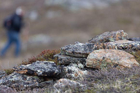 Ptarmigan, Mount Alias, Finland, June 2025