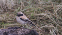 Desert Wheatear