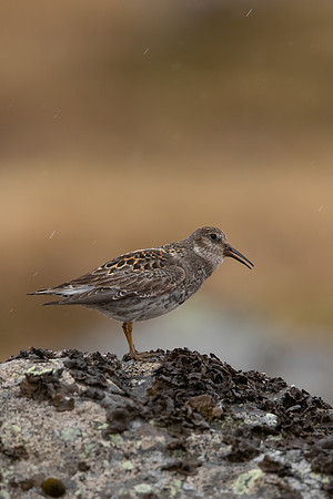 Purple Sandpiper, Raufarhofn, June 2022