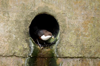 Dipper, Little Avon, February 2024