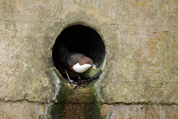 Dipper, Little Avon, February 2024
