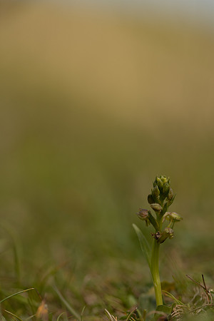 Frog Orchid, Cleeve common, June 2022