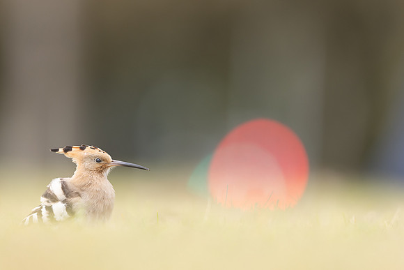 Hoopoe, Swansea, October 2024