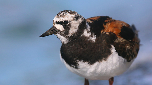 Turnstone, Farmoor Reservoir, August 2016