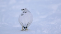 Ptarmigan, Cairngorms, Feb 2015