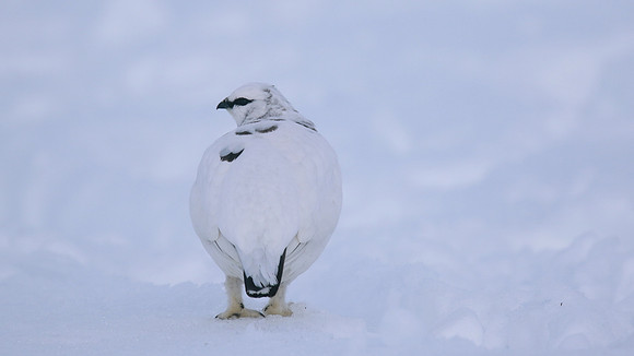 Ptarmigan, Cairngorms, Feb 2015