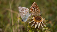 Chalkhill Blue, Breakheart Quarry, July 2015
