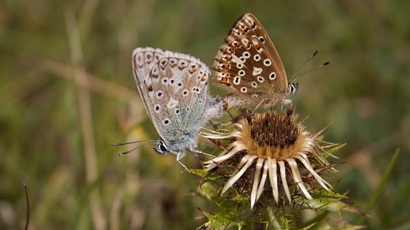 Chalkhill Blue, Breakheart Quarry, July 2015