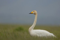 Whooper Swan, Floi, Iceland, June 2022