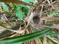 Reed Bunting, Oldbury, April 2022