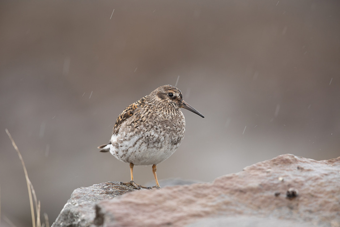 Purple Sandpiper, Raufarhofn, June 2022