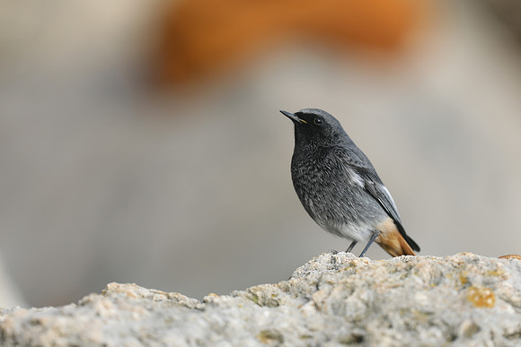 Black Redstart, Seaton, January 2020