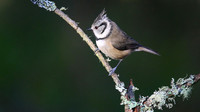 Crested Tit, Loch Garten, Feb 2015