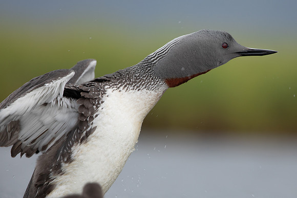 Red-throated Diver, Floi, Iceland, June 2022