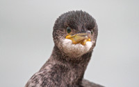Shag, Brixham, Janurary 2014