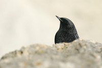 Black Redstart, Seaton, January 2020