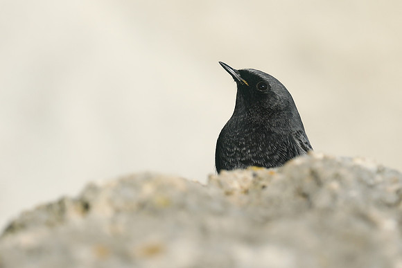 Black Redstart, Seaton, January 2020