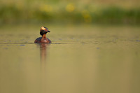 Slavonian Grebe, Iceland, May 2022