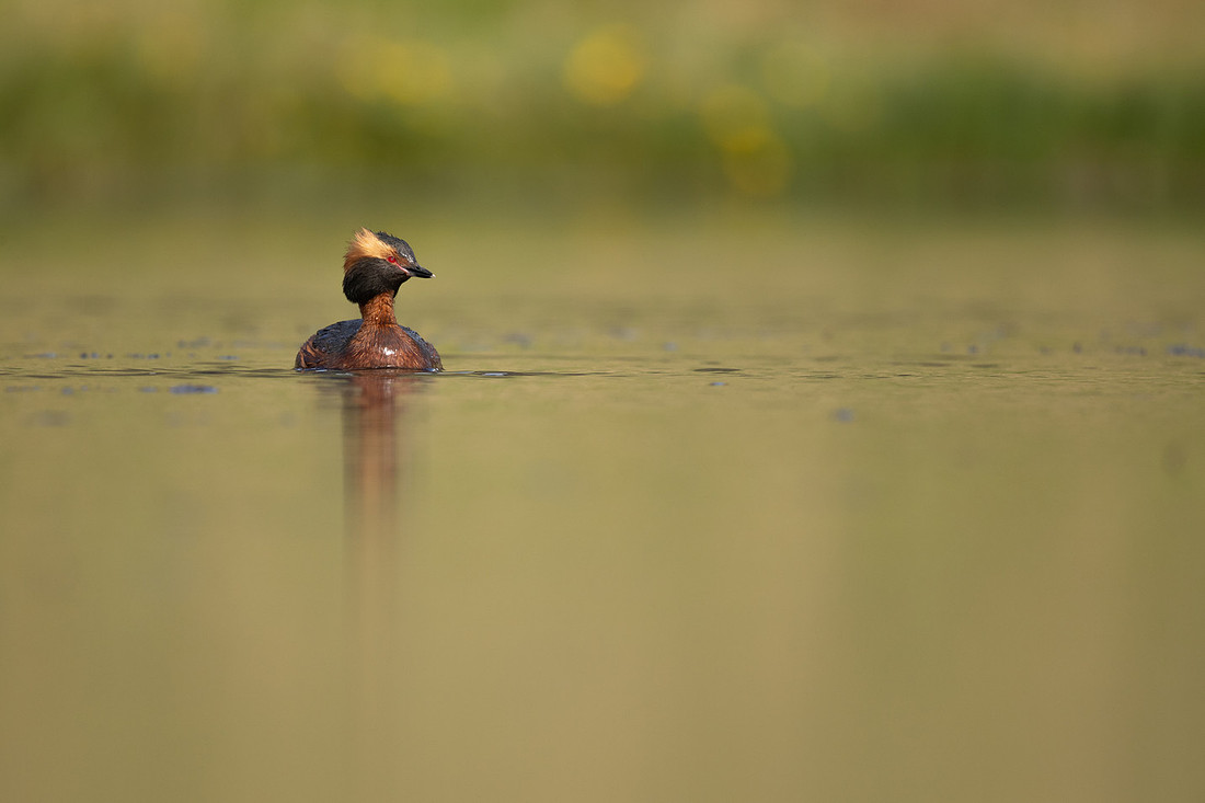 Slavonian Grebe, Iceland, May 2022