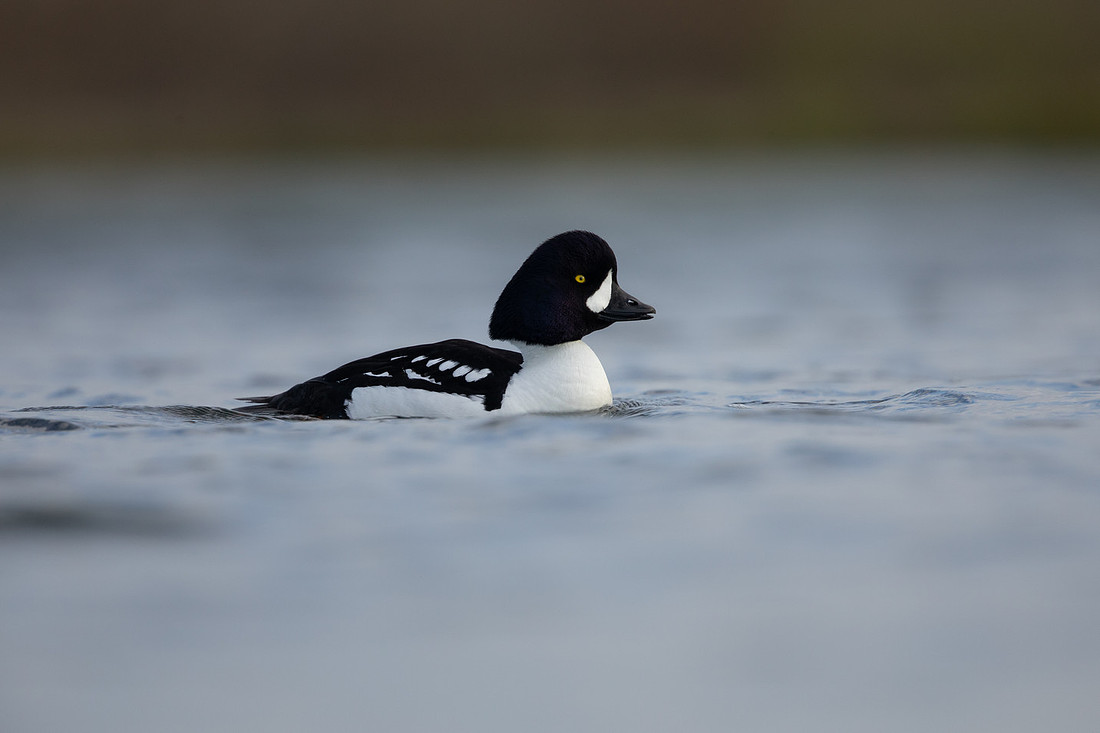 Barrow's Goldeneye, River Laxa, Iceland, May 2022.