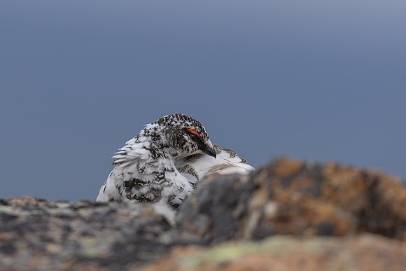 Ptarmigan, Mount Alias, Finland, June 2025