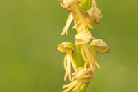 Man Orchid, Wye nature reserve, May 2024
