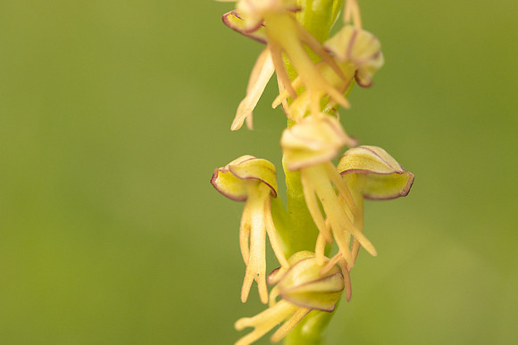 Man Orchid, Wye nature reserve, May 2024