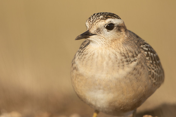 Dotterel, Cleeve Common, September 2022