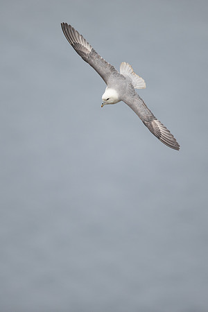 Fulmar, Iceland, June 2022