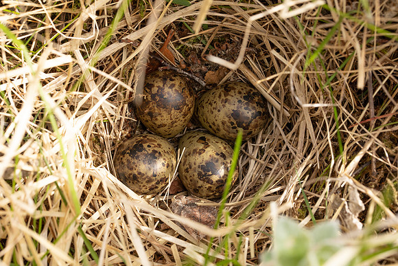 Snipe Nest, Arctic Henge, Raufarhofn, Iceland, June 2022