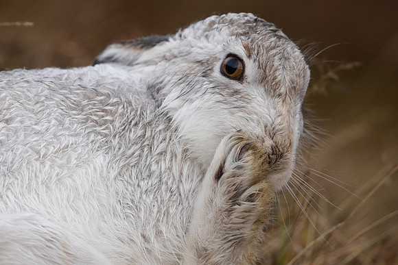 Mountain Hare, Findhorn Valley, January 2022
