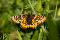Marsh Fritillary, June 2024