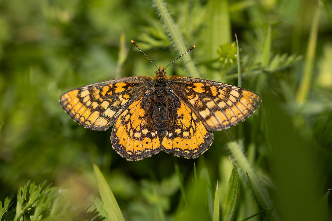Marsh Fritillary, June 2024