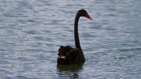 Black Swan