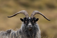 Mountain Goat