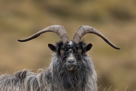 Mountain Goat, Findhorn Valley, February 2023.