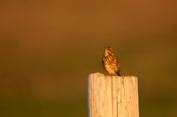 Redwing,Blondous, Iceland, June 2022