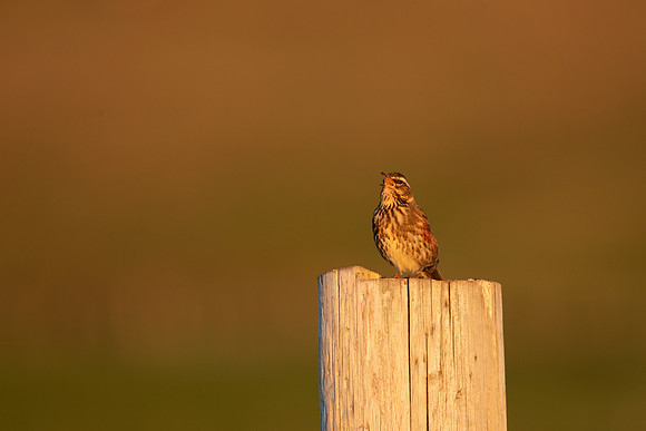 Redwing,Blondous, Iceland, June 2022