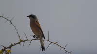Red-backed Shrike, Cape Greco 2014