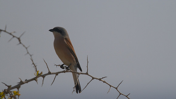 Red-backed Shrike, Cape Greco 2014