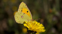 Clouded Yellow, Severnside, Bristol 2014