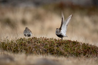 Dunlin, Raufarhofn, Iceland, June 2022