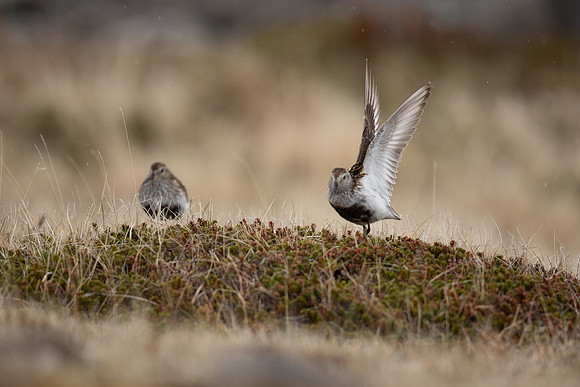 Dunlin, Raufarhofn, Iceland, June 2022