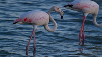 Greater Flamingo, Oroklini Lake 2014