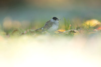 Blackcap, Tockington,December 2022.