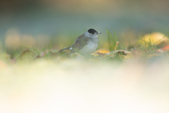 Blackcap, Tockington,December 2022.