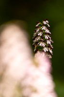 Lady Orchid, Yockletts Bank, May 2024